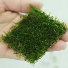 美人雾 鱼缸水草前景莫丝莫斯水草水族箱造景水草活体草缸造景装饰 火焰8*8网片定植（净化水质添绿意） 