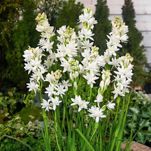 播种心情 晚香玉种球浓香型花卉夜来香种球当年开花白色重瓣多年生阳台盆栽切花种子 晚香玉种球白色重瓣3~6个芽头 其他