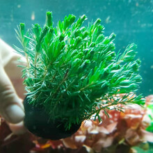 【顺丰发货】鱼官儿 水草活体鱼缸水草中后景真水草鱼缸造景阳性活水草 古精百叶草 1坨（坨直径4cm左右）