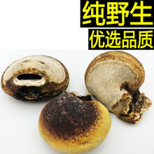 纯须元果 须元果 隐孔菌干品100克