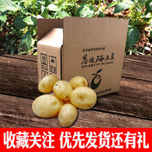 现挖恩施富硒小土豆新鲜迷你黄心农家自种洋芋马铃薯应季蔬菜批发 【精品】鹅蛋左右大小 高山小土豆5斤装