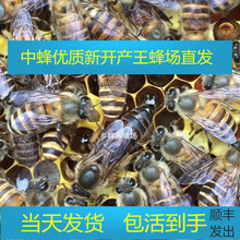 中蜂蜂王种王种良种高产蜜蜂蜂王活体产卵王双色杂交王 蜜产新开产王