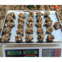 康中尊 云南文山三七20头30头40头18春田七500g圆头可代磨粉片狮子头 【】26头26个无剪口500克