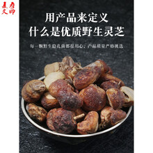 康中尊 隐孔菌野生须元果无根须阳果元果树荷包松橄榄都发货100g