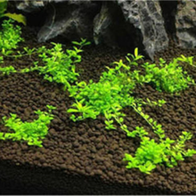[抖音推荐]鱼缸装饰水草种子活体淡水真植物牛毛莫斯养鱼养虾造景牛毛草坪泥 03号爬地矮6000粒