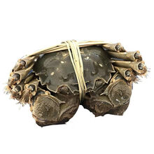 现货直发全母公母蟹新鲜大闸蟹鲜活螃蟹特大 礼盒六月黄 罗菲迪新 【净重2.3-2.8两】4公4母