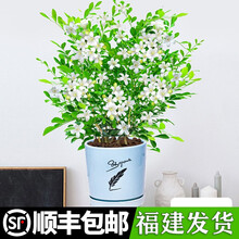 【顺丰发货】九里香盆栽植物盆景老桩树桩室内绿植驱蚊七里香带花浓香 九里香【5年苗浓香型】+【蓝色羽毛陶瓷瓷盆】 含盆【当年开花】