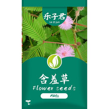 乐子君 含羞草种子四季易种花草种子可播阳台盆栽室内外草花卉植物 绿植花卉种子害羞草怕羞草种籽 含羞草种子  1克约150粒