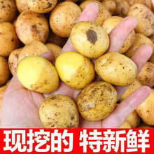 恩施新土豆小土豆现挖现发2021农家自种绿色天然黄心土豆批发 乒乓球大小 家庭装5斤