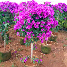 【顺丰发货】三角梅盆栽树苗重瓣爬藤老桩庭院攀援植物花苗多色阳台花卉绿植盆栽盆景 云南紫色 5年苗不带花【枝干粗1-2cm】60天开花