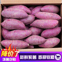 【香甜粉糯】沙地紫薯新鲜现挖番薯蔬菜5斤10斤地瓜 带箱10斤中果