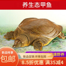 甲鱼外塘黄皮甲鱼活鲜活食用甲鱼放养甲鱼生态活体王八 欧登城娜 1.5斤塘鳖