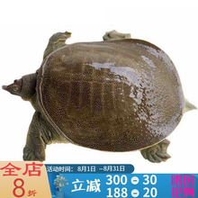 外塘大甲鱼活体生态王八中华鳖鲜活老鳖 3斤(3年老鳖)
