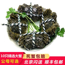 【活蟹】澄亭 六月黄大闸蟹鲜活螃蟹现货海鲜水产生鲜蟹类礼盒 2.0-2.2两/只 10只装