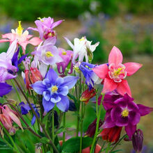 耧斗菜种子四季多年生草本春播易种室内阳台盆栽花卉种子花籽 农民老史 耧斗菜种子1000粒