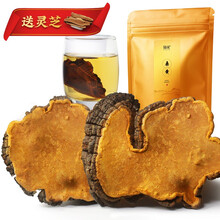 海尾 正宗西藏桑黄300g+加灵芝50克 野生桑黄菌桑黄灵芝整枝桑黄茶【精选中大枝】