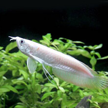 青青自然 银龙鱼活鱼观赏鱼招财鱼热带鱼淡水鱼中型鱼大型鱼 银龙（30-32cm）1条
