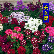 蝶沾花 户外易种花种子美女樱种籽四季种易活花卉种子五色梅美女樱花籽美人樱矮生阳台盆栽景观工程绿化花草 美女樱种子 1千粒