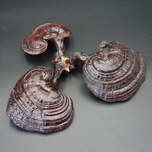 长白山整朵灵芝40-60g一朵-500g一斤东北林下灵芝紫灵芝泡酒料 500克一斤装