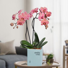 一枝 蝴蝶兰 纳博讷Narbonne 2梗蝴蝶兰盆栽花卉兰花办公室室内客厅绿植礼品带花复古粉含盆冰岛绿方