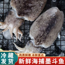 【冷藏发货】新鲜墨鱼鲜冻鲜活大墨鱼超大鲜墨斗鱼 米金船卡 6斤装