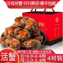 【活蟹】【公母对蟹】阳澄西湖大闸蟹鲜活现货生鲜螃蟹类海鲜水产礼盒装 公：4.0两+母：3.0两（4对）