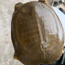 包活外塘大甲鱼活体生态放养外塘王八中华珍鲁赤尔老鳖团水龟甲鱼 【放生养殖款】20只共14斤包活