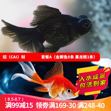 云峰海瑞 观赏金鱼 冷水鱼 观赏鱼金鱼 活体锦鲤鱼活体鱼 淡水鱼 招（cai）财套餐A（金鲫鱼8 黑龙眼1）