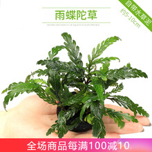 异景园鱼缸水族箱造景水榕沉木活体水草淡水无土植物后景宫廷真水草绿菊净水增氧水草绿菊趴地珍珠莫斯片皇冠 雨碟陀草【自带水草泥】