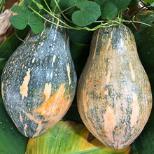 广西香芋南瓜老小南瓜3斤5斤新鲜蔬菜 中南瓜(单个1.8-2.6斤) 5-6斤