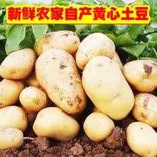 【黄心土豆】山东新鲜大土豆5/10斤批发蔬菜黄皮马铃薯地蛋 5斤净重 当天现挖土豆(300-500克重)