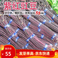 凤鸣雅世  高产豇豆种子青菜特长四季豆秋冬季春高产豆角种子蔬菜种孑 菜种子盆栽蔬菜种子春季菜籽 紫豇豆种子500克VIP价格
