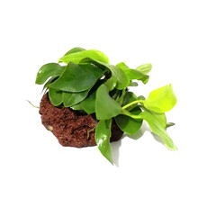 美人雾 鱼缸水族箱造景装饰真火山石水草活体懒人草造景活水草 单头黄金榕火山石（新手随便养）