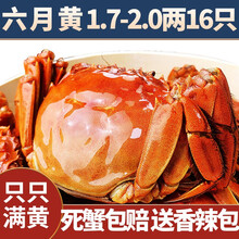 【活蟹】中阳湖大闸蟹鲜活现货 蟹 特大螃蟹  生鲜河蟹鲜活水产 产地直发 六月黄1.7-2.0两 16只