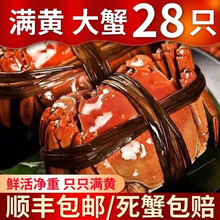 【活蟹】 大闸蟹鲜活 六月黄全公蟹 全母蟹 公母配对河蟹稻田蟹喜鲜德现货大螃蟹螃蟹河蟹 六月黄 3.1-2.7两/只 18只