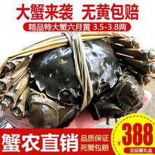 【活蟹】阳澄小斌大闸蟹 现货鲜活特大螃蟹 实物公蟹可全母蟹活蟹 海鲜水产生鲜礼盒装 精品六月黄大闸蟹3.5-3.8两 十只礼盒装