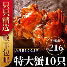 六月黄大闸蟹8-16只【包活-顺丰冷链】舔鲜生鲜螃蟹活体实物河湖蟹清水大闸蟹 【只只带黄】12只装(2.0-2.5两)