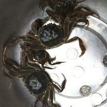 【活蟹】六月黄鲜活全母公小螃蟹大闸蟹海鲜水产蟹类 普米加罗 三元蟹15加5只共20只