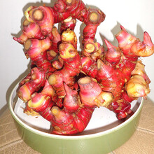 广东潮汕南姜 新鲜野山姜1-5斤 1斤装