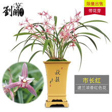 劉閣蘭花 刘阁兰花 现带花苞出售 市长红 建兰四季兰花苗中矮种兰草办公室内花卉盆栽 5苗连体裸根带花苞