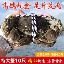 【活蟹】蟹锦美大闸蟹 现货鲜活特大螃蟹 活蟹公蟹可全母蟹活体 海鲜水产生鲜礼盒 公蟹5.0-5.3两母蟹4.0-4.3两5对10只