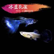 于家林子孔雀鱼活体小型热带观赏鱼淡水鱼鱼缸造景凤尾鱼繁殖鱼下崽鱼黑玛丽米奇鱼纯种孔雀鱼 冰兰孔雀鱼2对