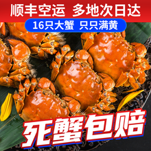 【活蟹】觅味鲜大闸蟹26只3.5-3.0两六月黄新鲜大蟹螃蟹鲜活生鲜湖蟹现货河蟹配礼盒 【8只】六月黄3.5-3.0两