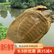 甲鱼外塘黄皮甲鱼活鲜活食用甲鱼放养甲鱼生态活体王八 欧登城娜 青黄老鳖2斤