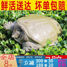 大甲鱼鲜活食用鲜活鳖批发营养老鳖 3.5斤老鳖(3-3.5斤)捡漏