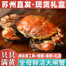 【活蟹】阳澄东湖 大闸蟹 鲜活螃蟹六月黄现货海鲜水产生鲜蟹类礼盒 全母蟹4.0-4.3两 10只