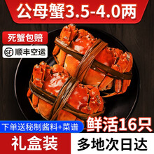 【活蟹】觅味鲜大闸蟹公母蟹3.5-4.0两16只六月黄超大蟹新鲜螃蟹鲜活生鲜湖蟹现货河蟹 全母蟹1.8-2.1两8只