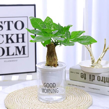 发财树盆栽带盆栽好绿植花卉富贵竹荷花竹植物盆栽办公室内桌室内客厅面植物发财树盆栽水培 发财树(早安盆栽好)