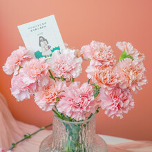 远方的花 康乃馨鲜花花束生活鲜花速递 粉色康乃馨20枝