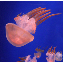 天弗海月赤月水母小动物活物小型小宠物活体水族海水养殖迷你桌面海蜇 3-4大赤月数量100只以上